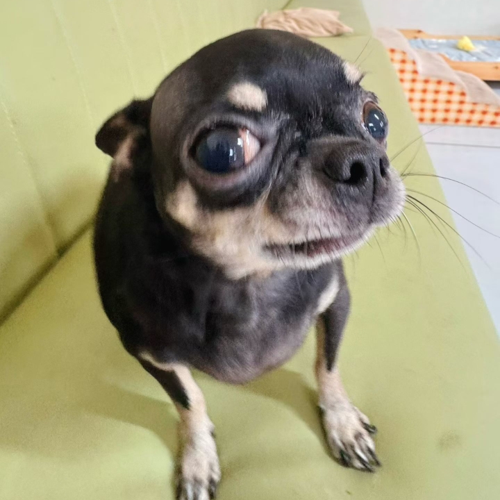 哈哈哈了