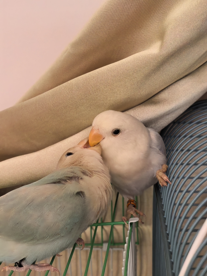 注意看⚠️这是两只小母叽🐥