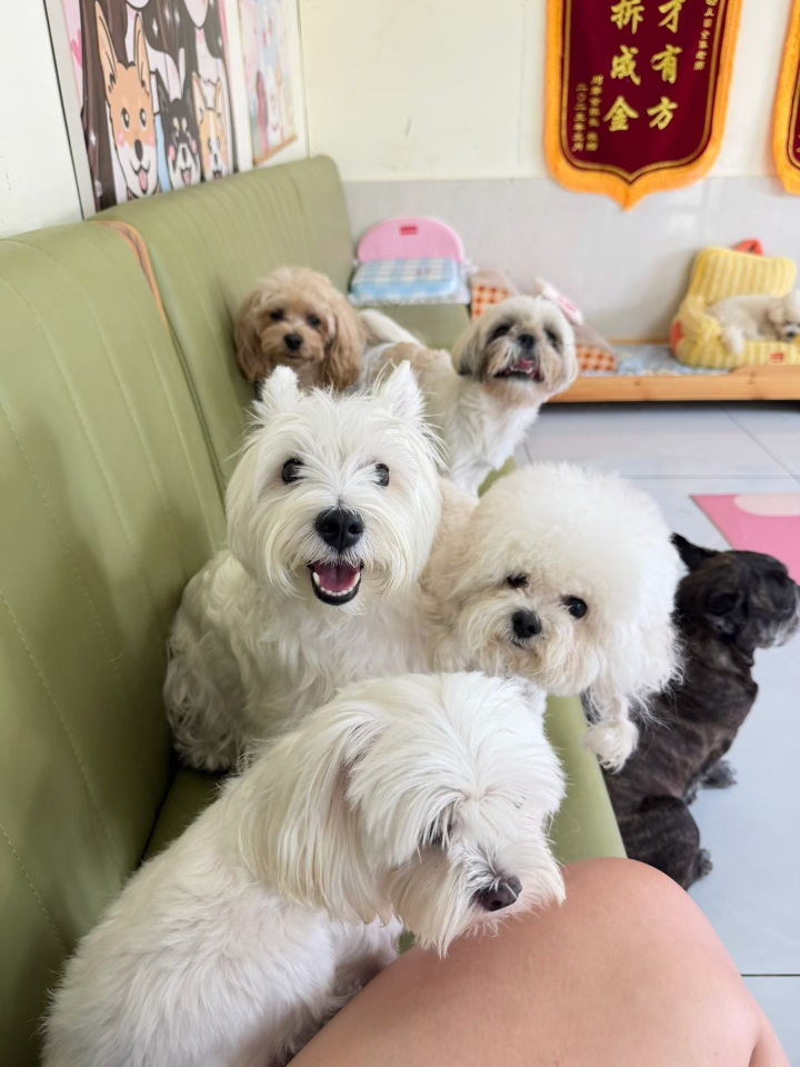 一群可爱的小狗
