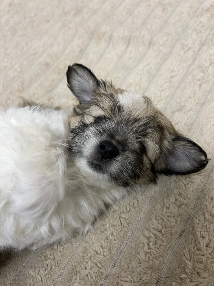 小奶狗