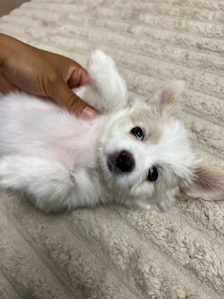 这么可爱的小狗谁还没有拥有