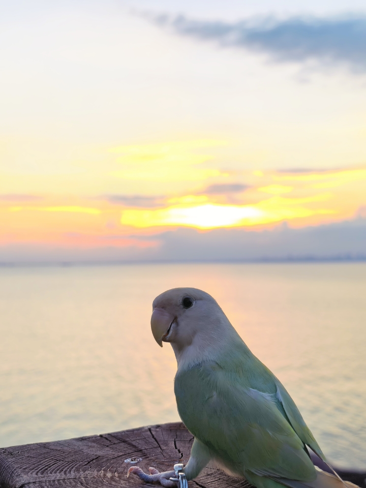 小鸡也看上日落啦🌇