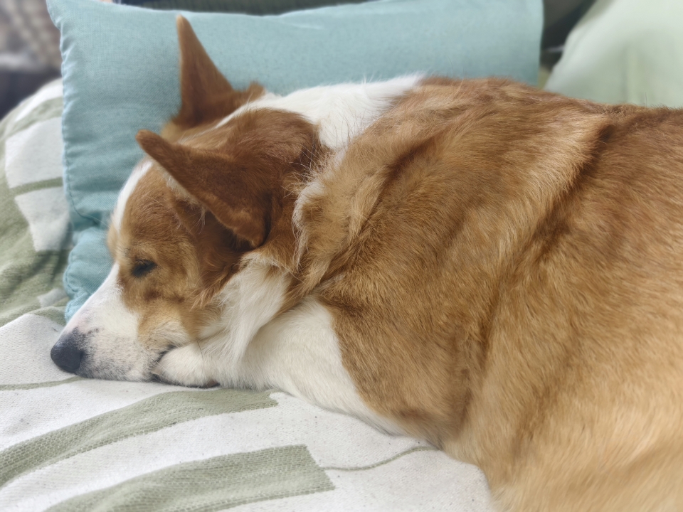 短腿