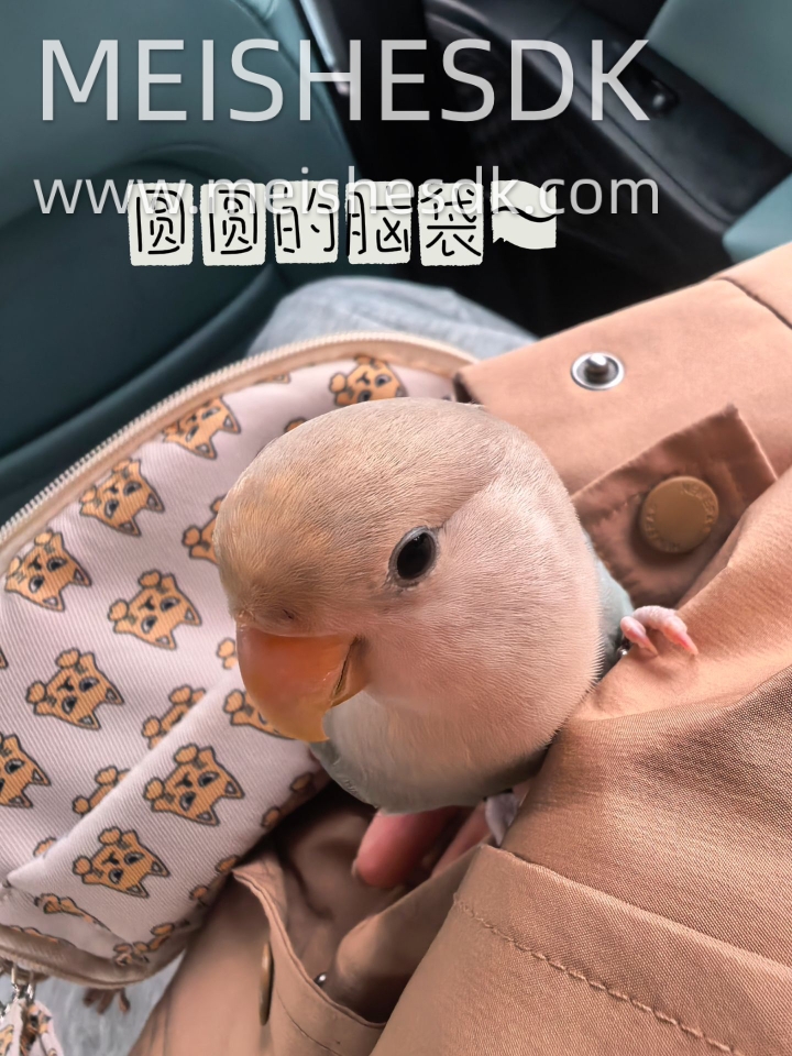 圆圆脑袋的小叽叽～