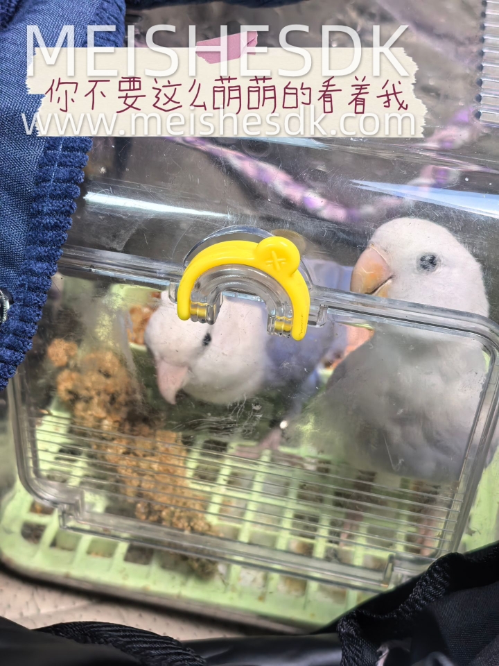我宣布！你俩是世界上最萌的两只小叽！