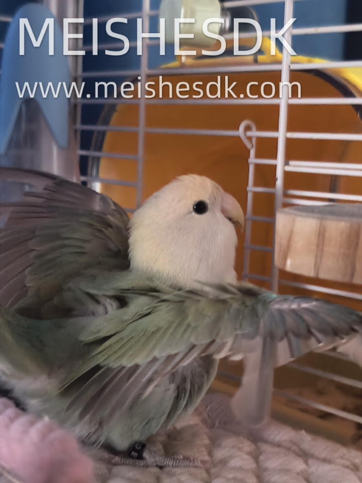 小鸡展翅🐥