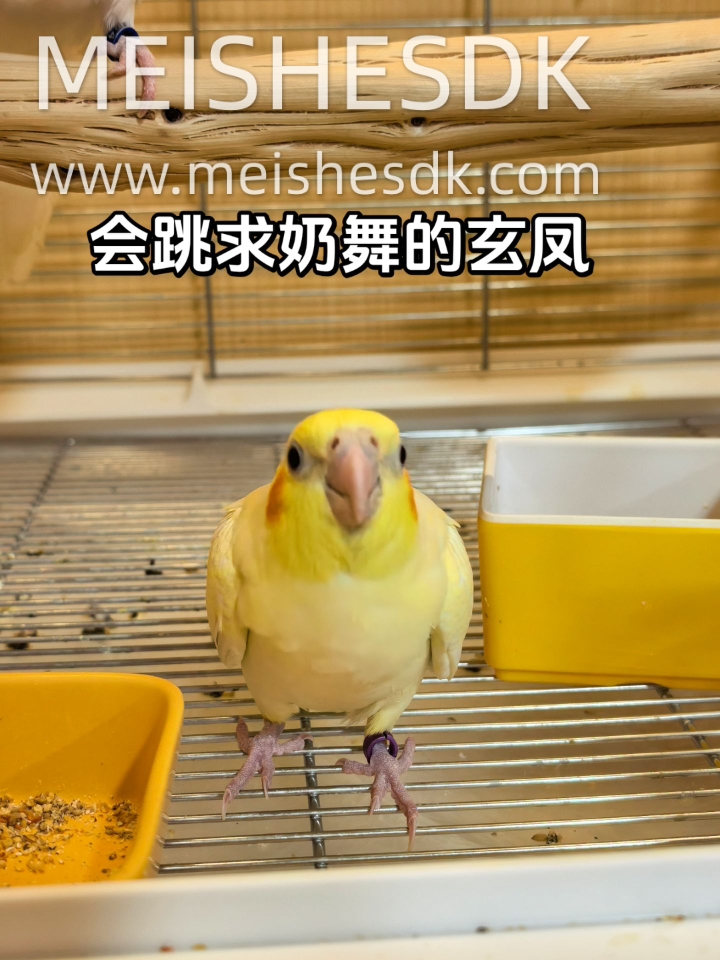 这谁能受得鸟小奶鸡求奶舞啊❗