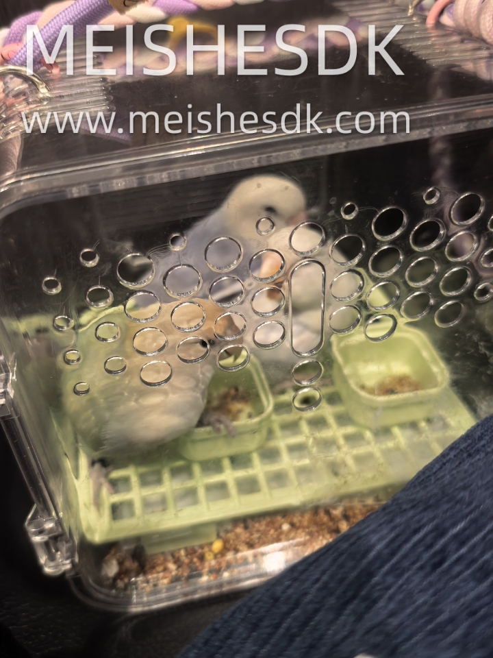 论小鸡的反应速度有多快……