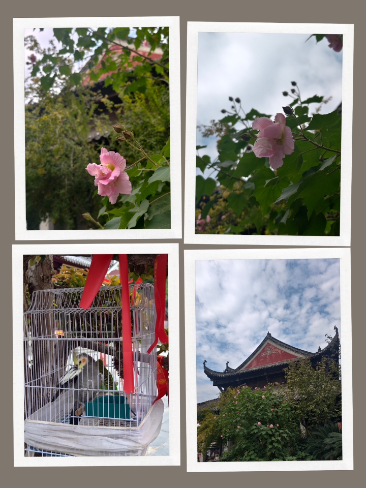 花和鸟
