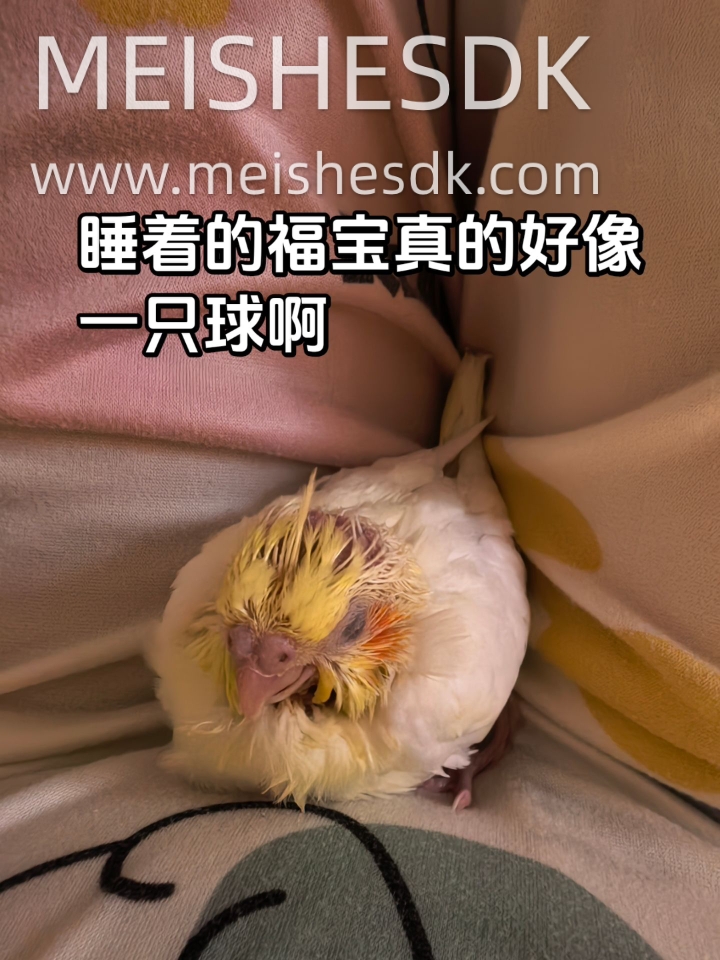 真是让我爱不释手的鸟人！！！