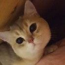 子衿悠悠