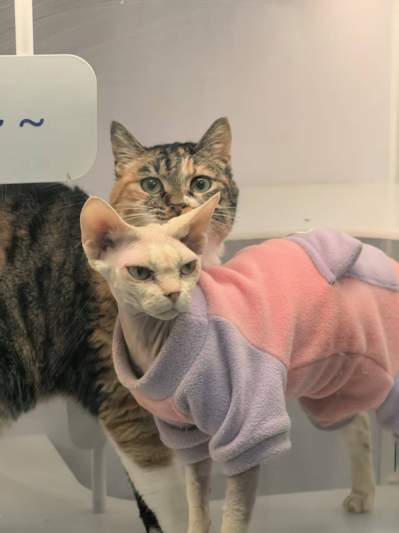 有🎁征名第二弹-请发挥想象力为它赋名！