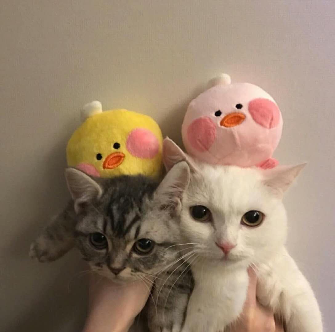 煎蛋猫