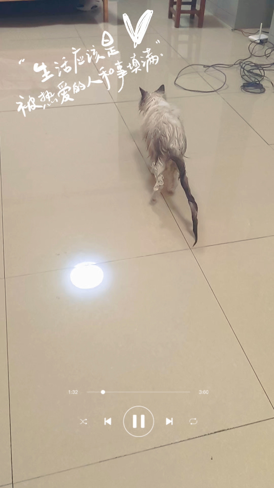 出去玩跑累了，脚脚也跑脏了，洗一下灰灰～胖乎乎毛绒绒小猫猫爆改潦草小瘦猫哈哈