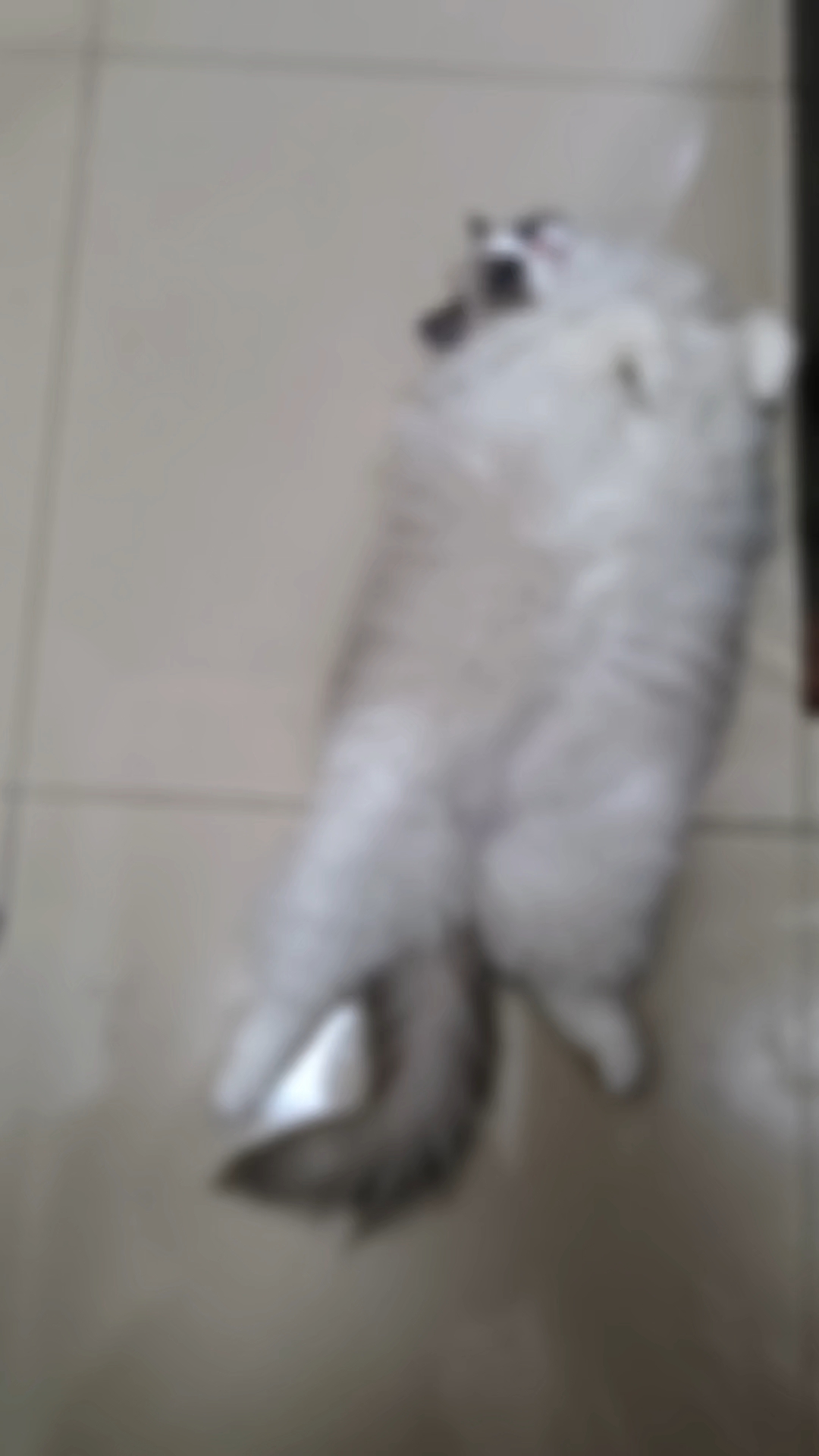 软fufu的小灰灰最可爱啦，今天也是喜欢被麻麻揉肚肚的小宝宝一枚～