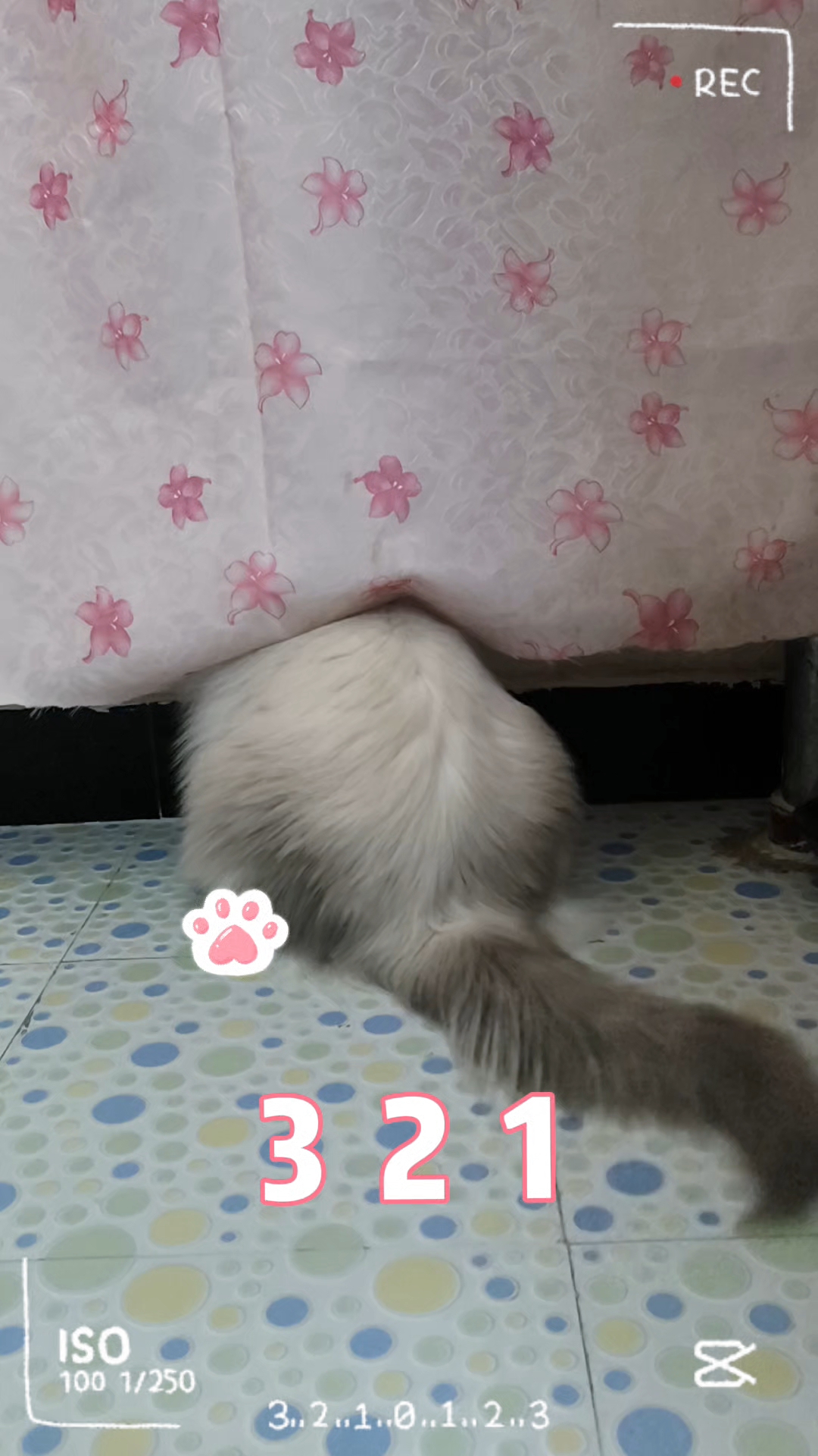 躲猫猫🐱