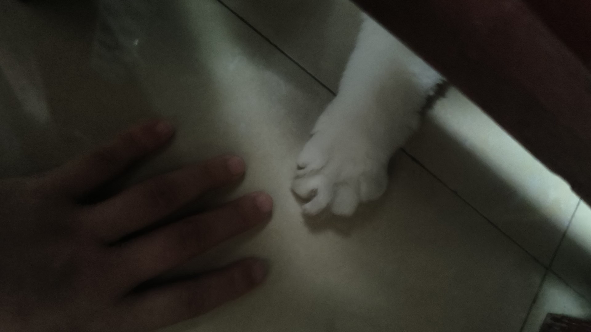 躲猫猫之小猫坚持的原则有什么？ 灰灰坚持的小猫原则是：猫爪在上～