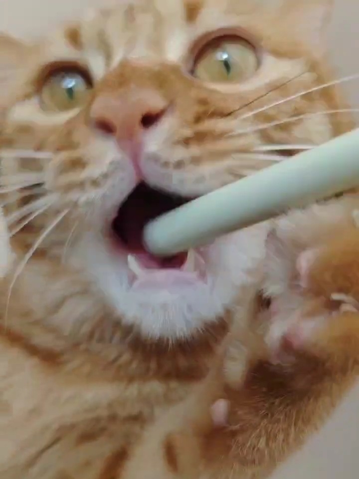 谁家小猫咬逗猫棒啊