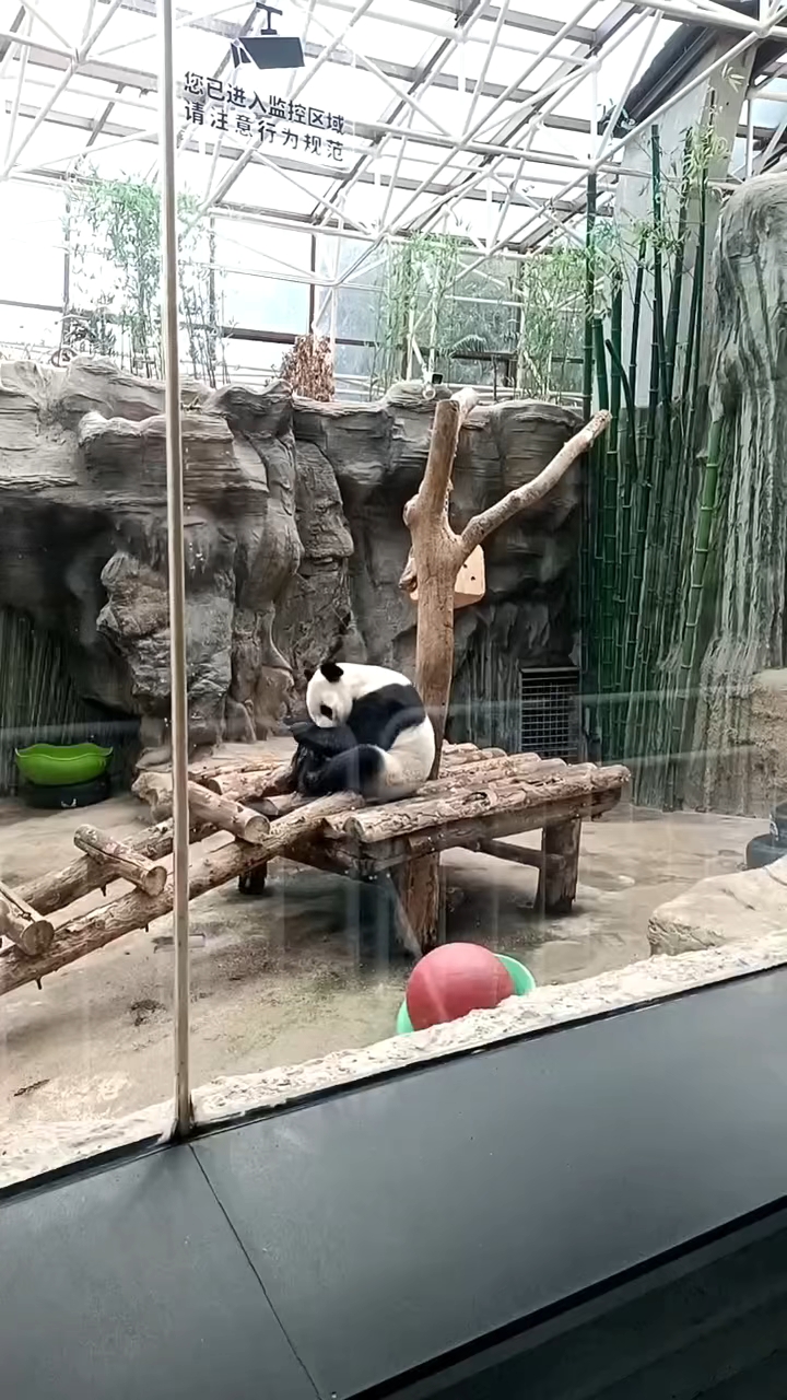 熊猫日常