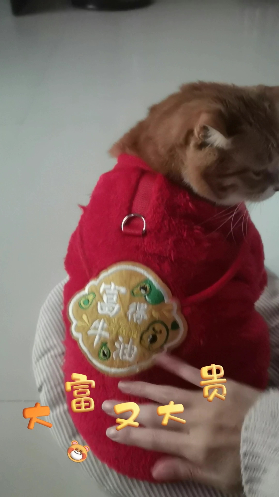 野菜来给大家拜年啦~