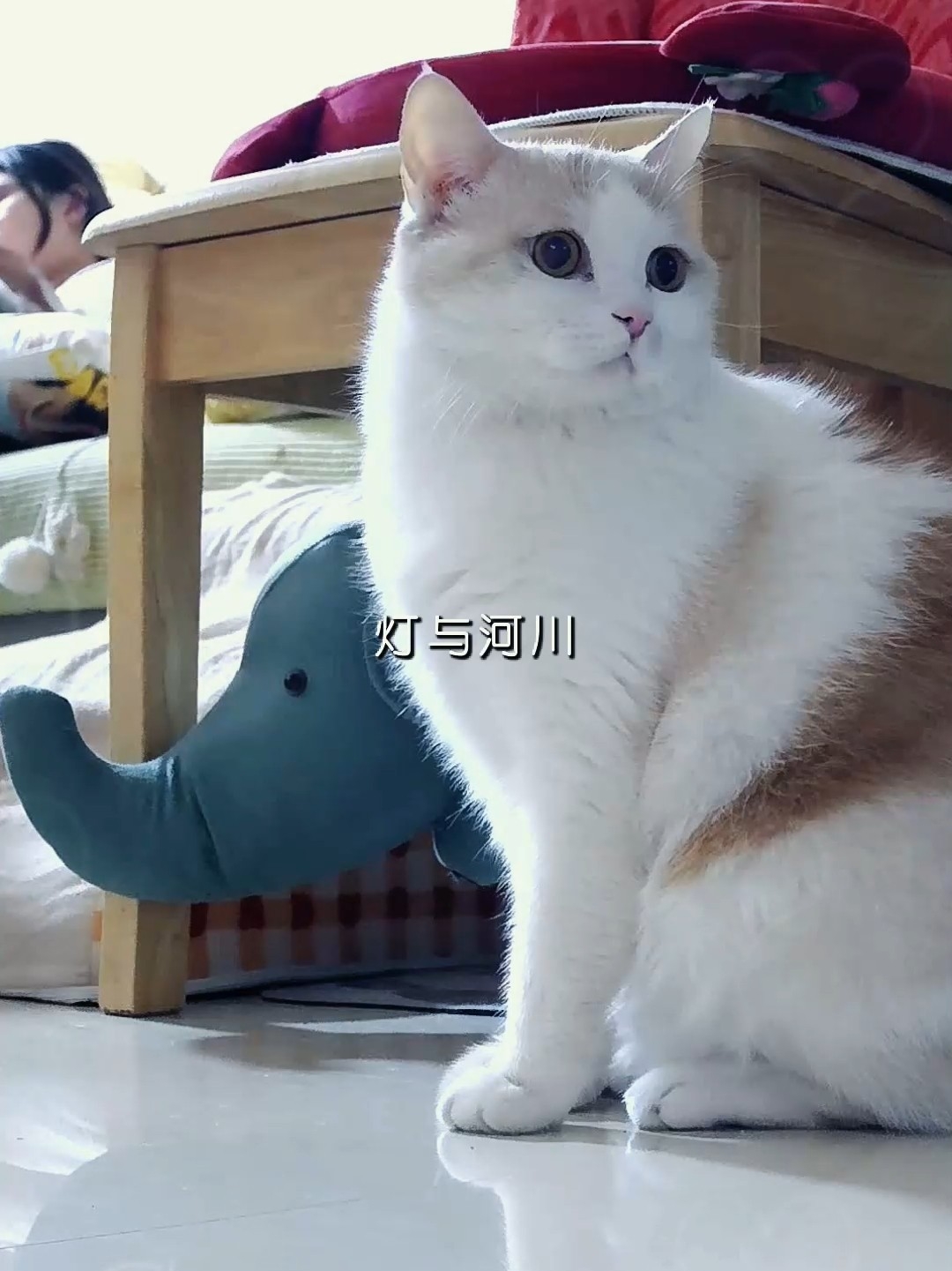 想念在家的留守猫咪