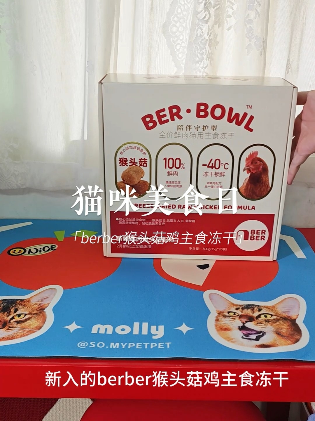 vlog｜猫咪吃上猴头菇了
