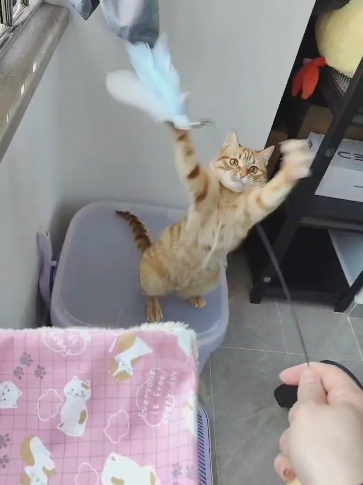 哈哈哈小憨瓜