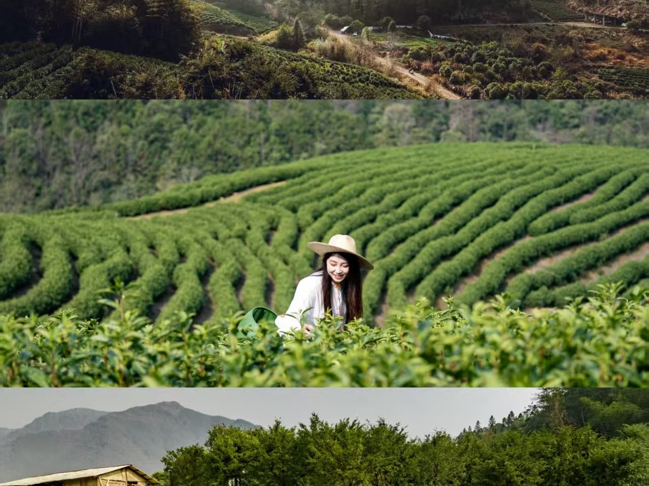 🍃“春共山中采，香宜竹里煎” 趁山中晨雾还没散 化身采茶人 寻找靖安白茶清香的溯源 …  #莫以宜春远江山多胜游# #下一程去宜春#