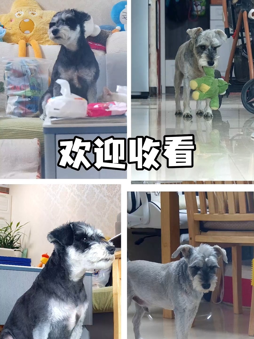 欢迎收看我家猫猫狗狗的日常VLOG