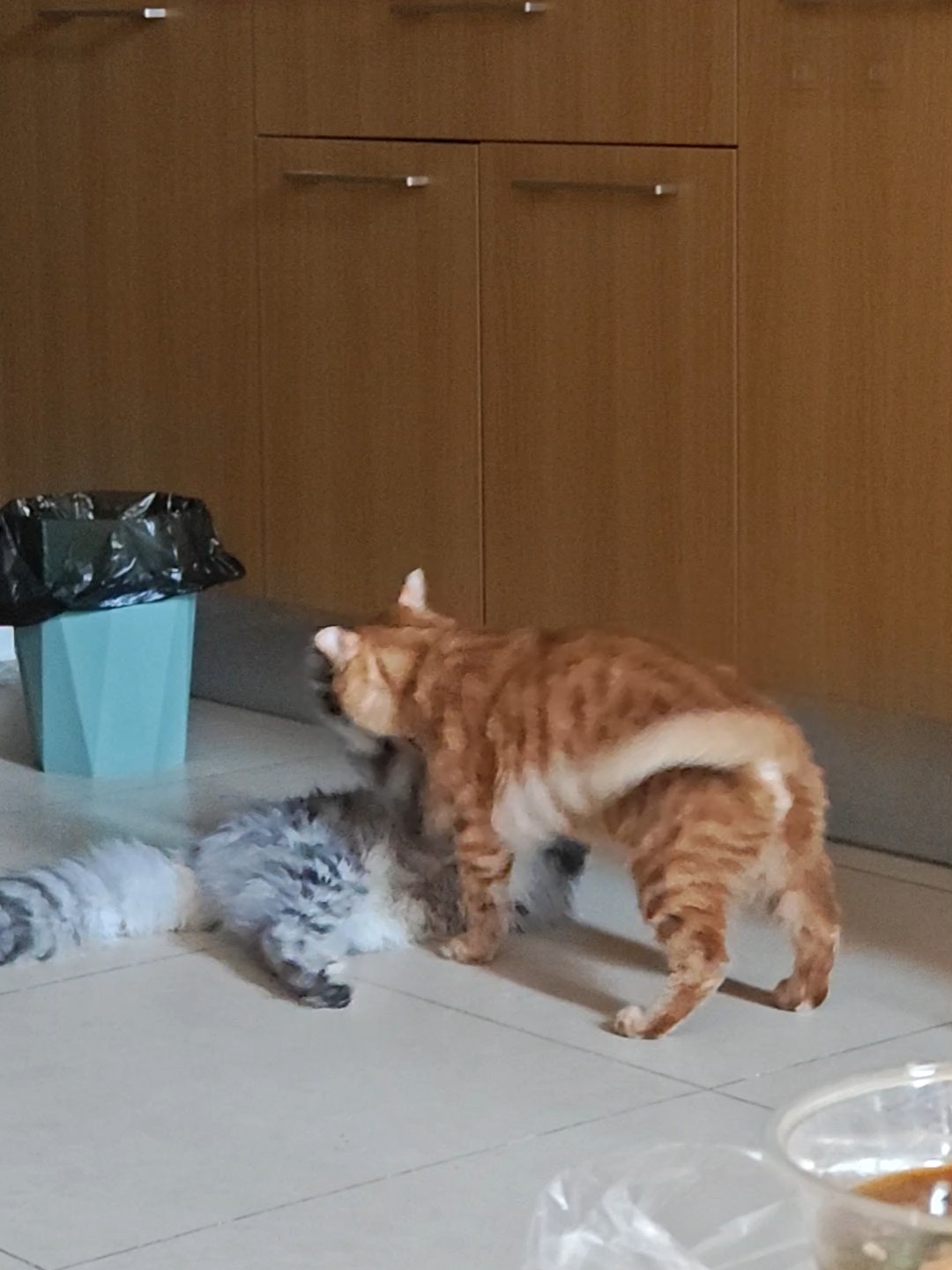来看小猫咪打架了