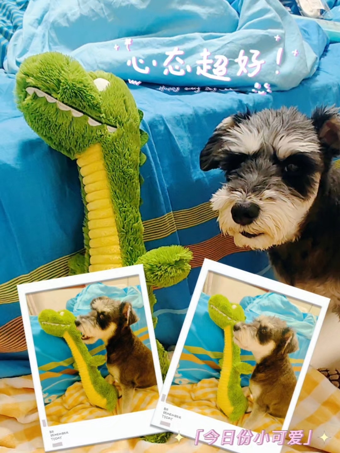 Qmonster绿恐龙玩具来袭！狗狗爱不释爪的新欢！
