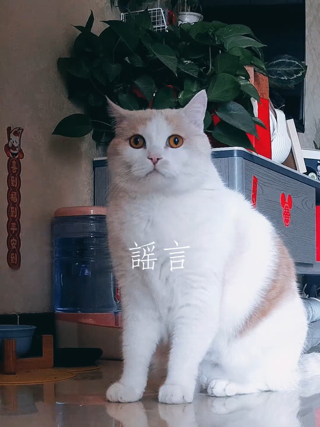 爪印里的那年时光