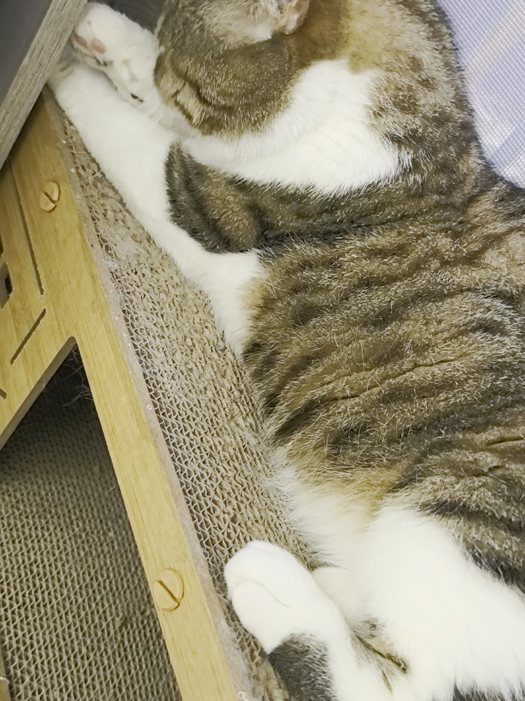 4大猫