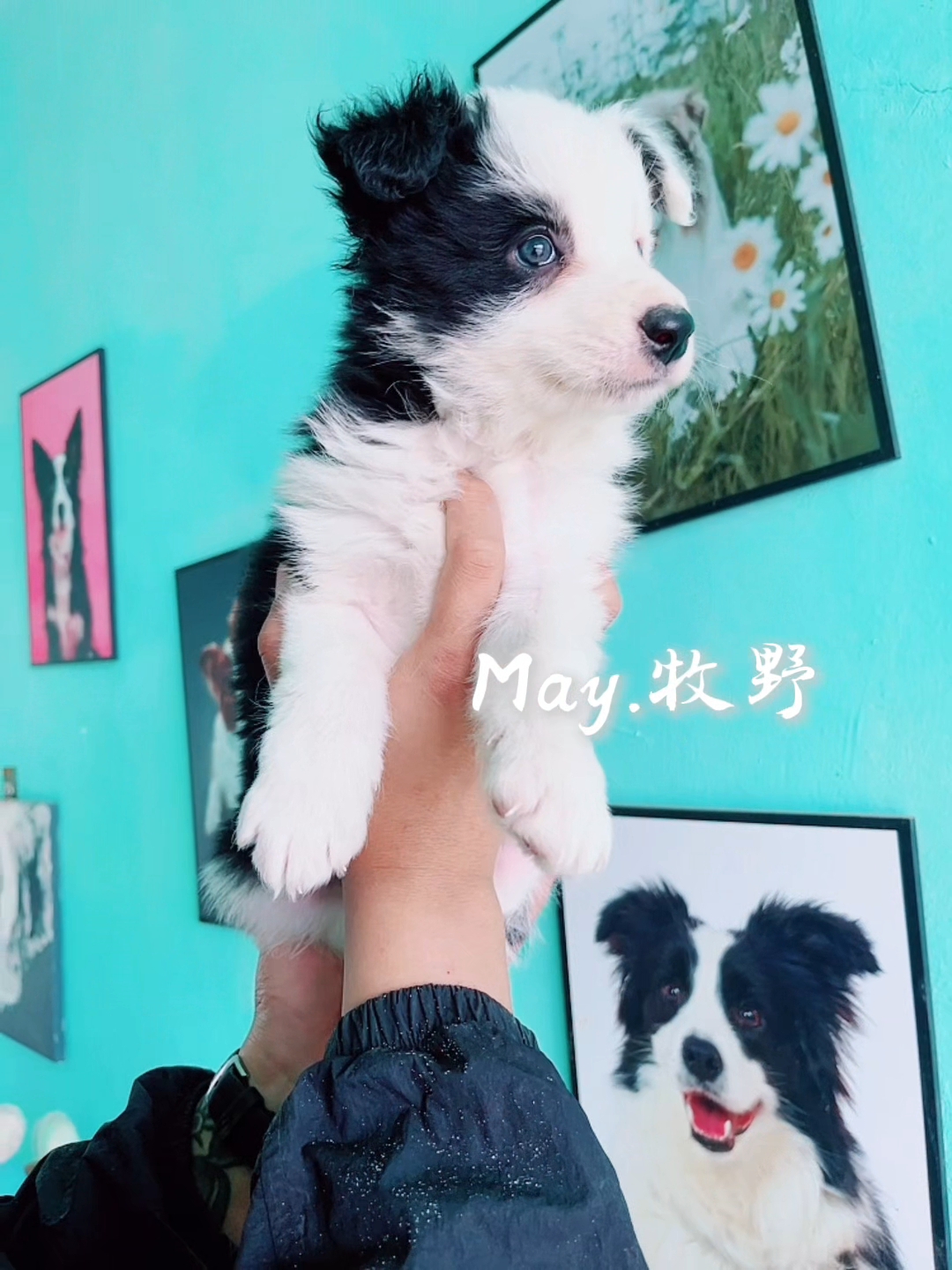 谁说海盗脸就不好看