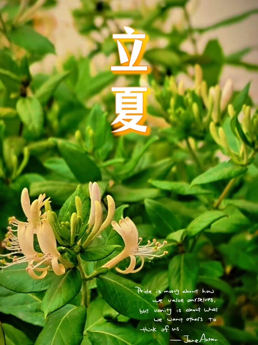 立夏 | 即使心处市井，也可以邂逅浪漫芬芳