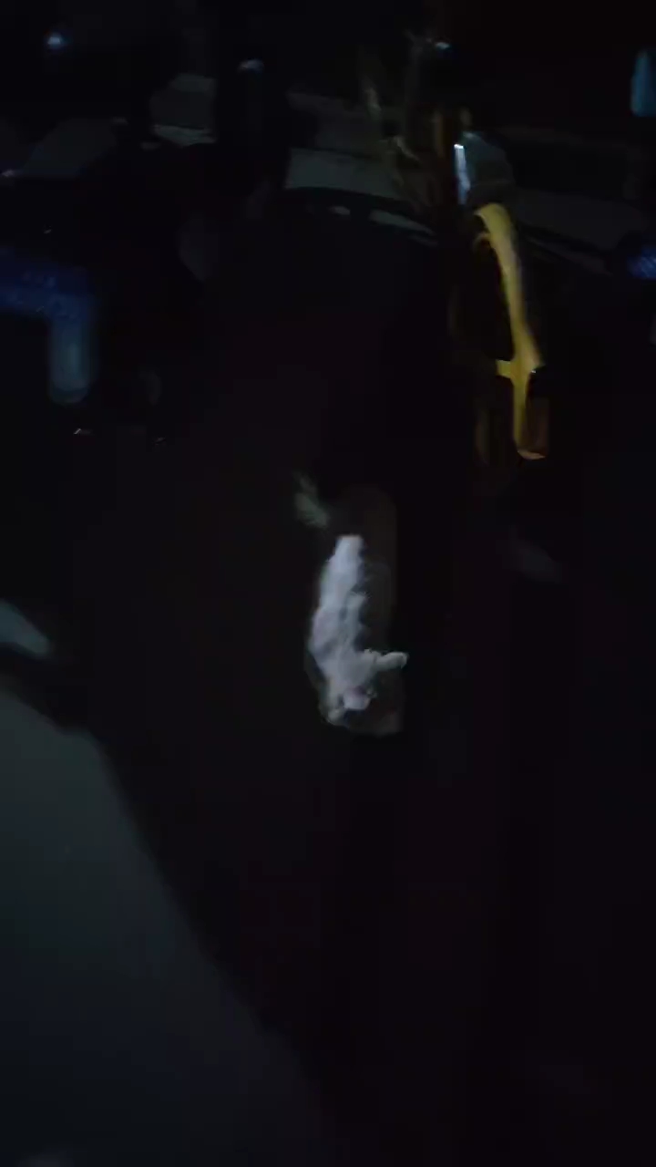 大半夜出去喂流浪猫，实在没办法，回家就已经很晚了，而且白天人多，流浪猫都躲起来了也找不到。