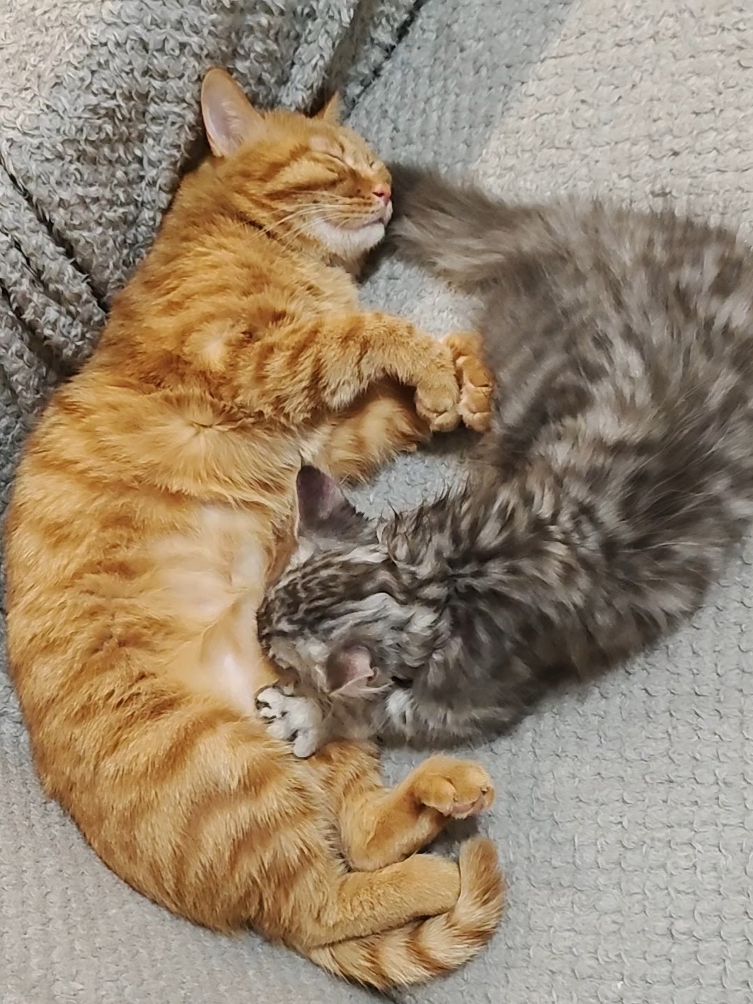 大猫真的好宠小猫呀