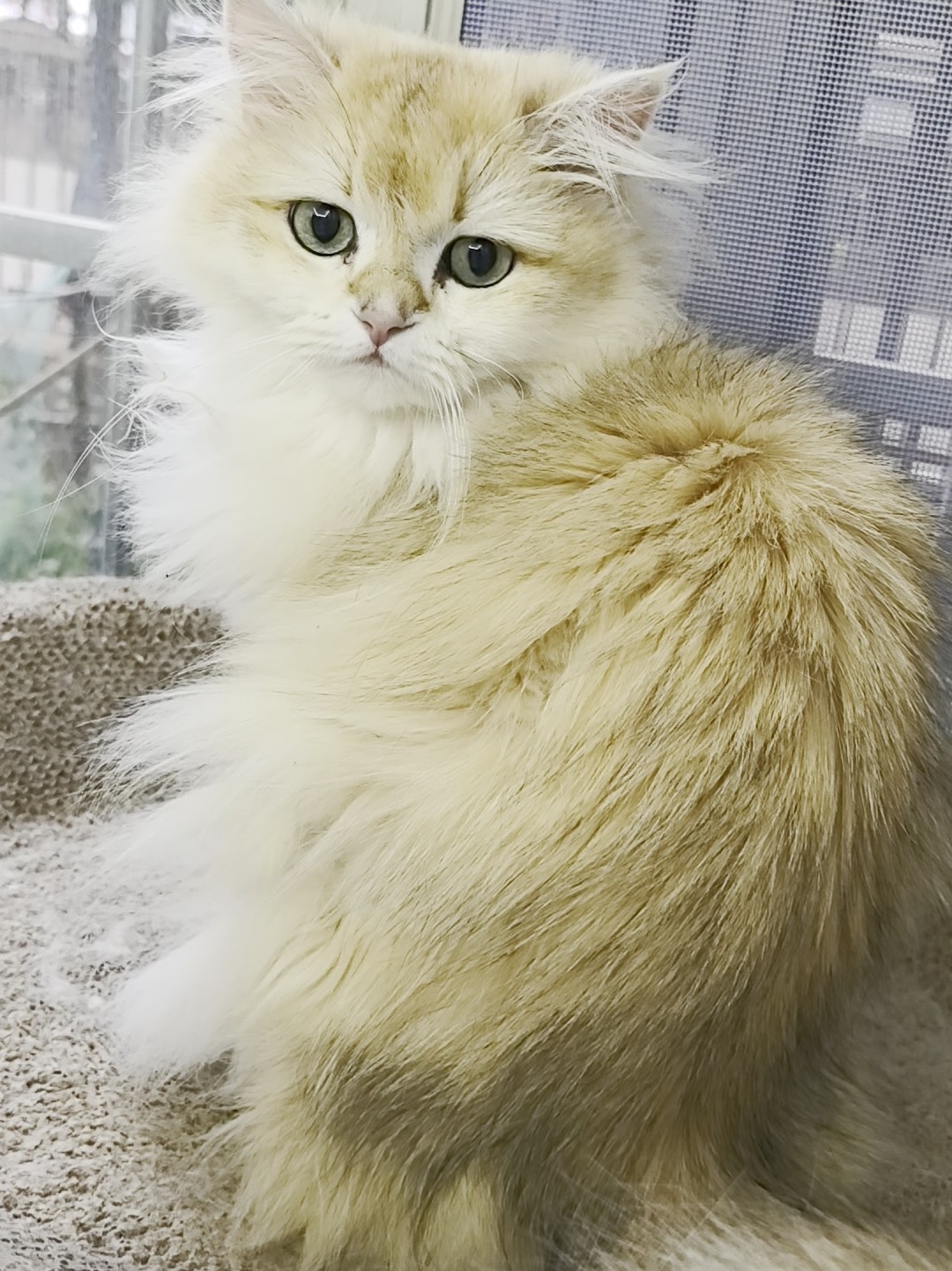 7，小胖脸