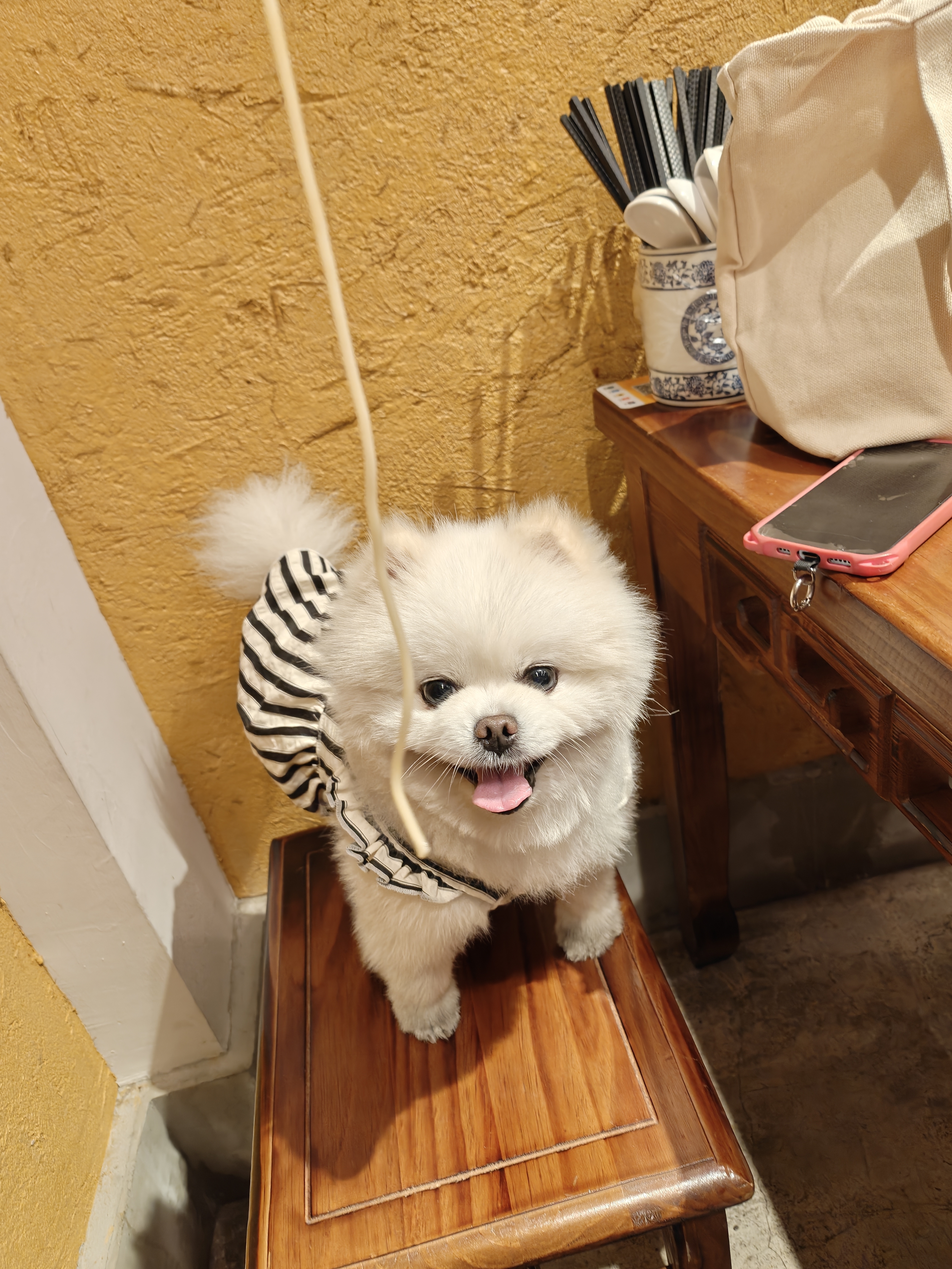 爱吃面条的小狗