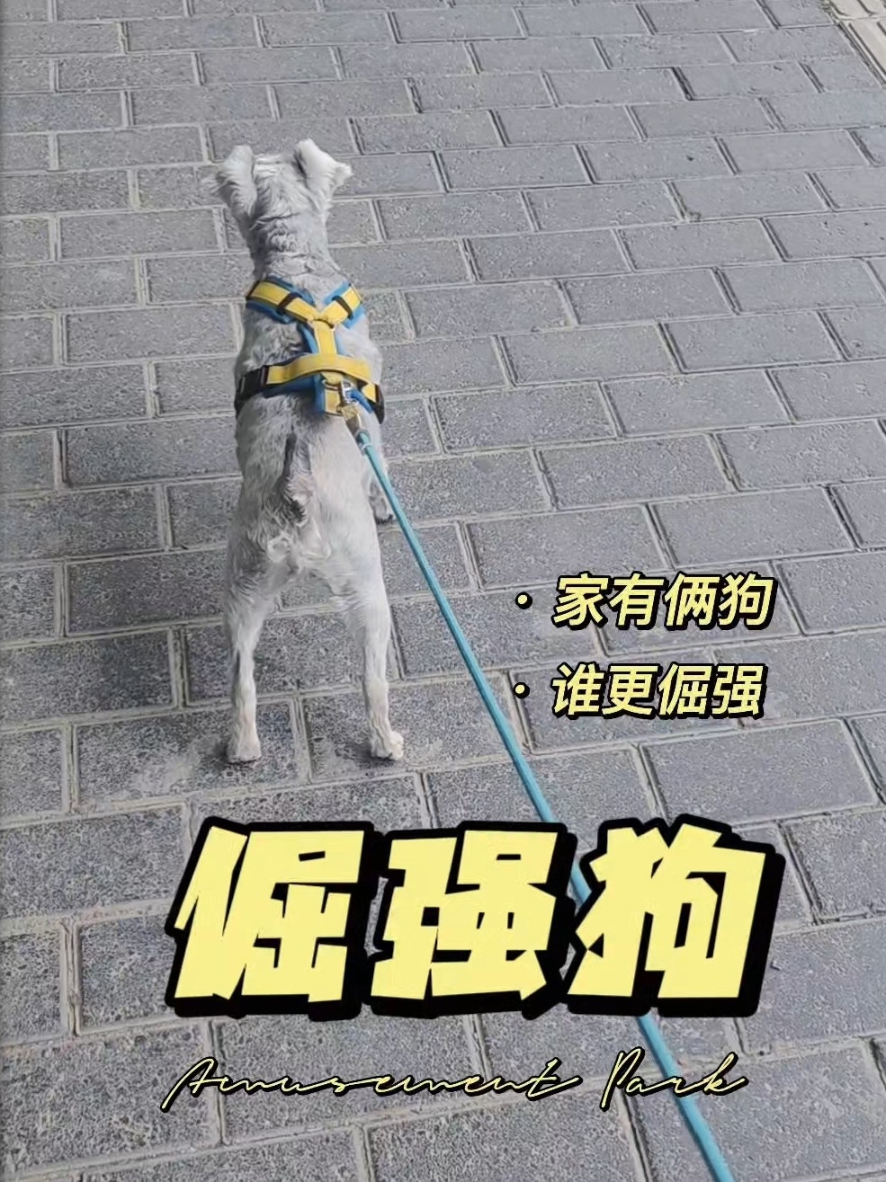 论养两只狗子有什么风险
