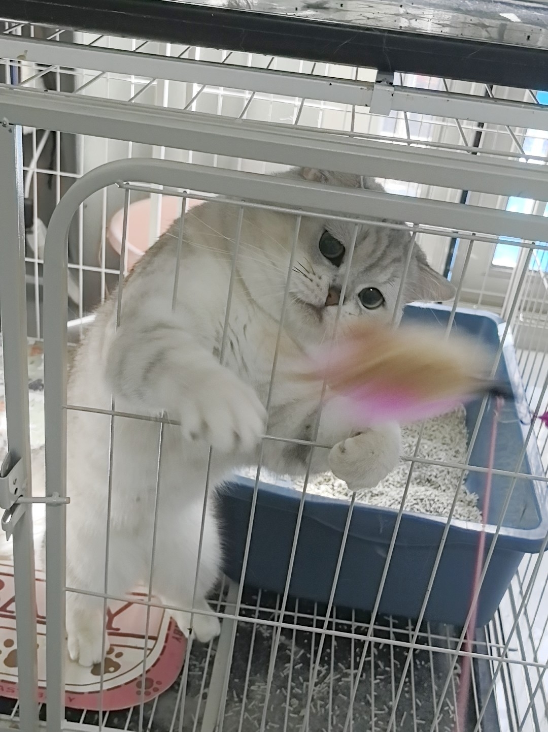 8是什么让小猫咪如此着迷