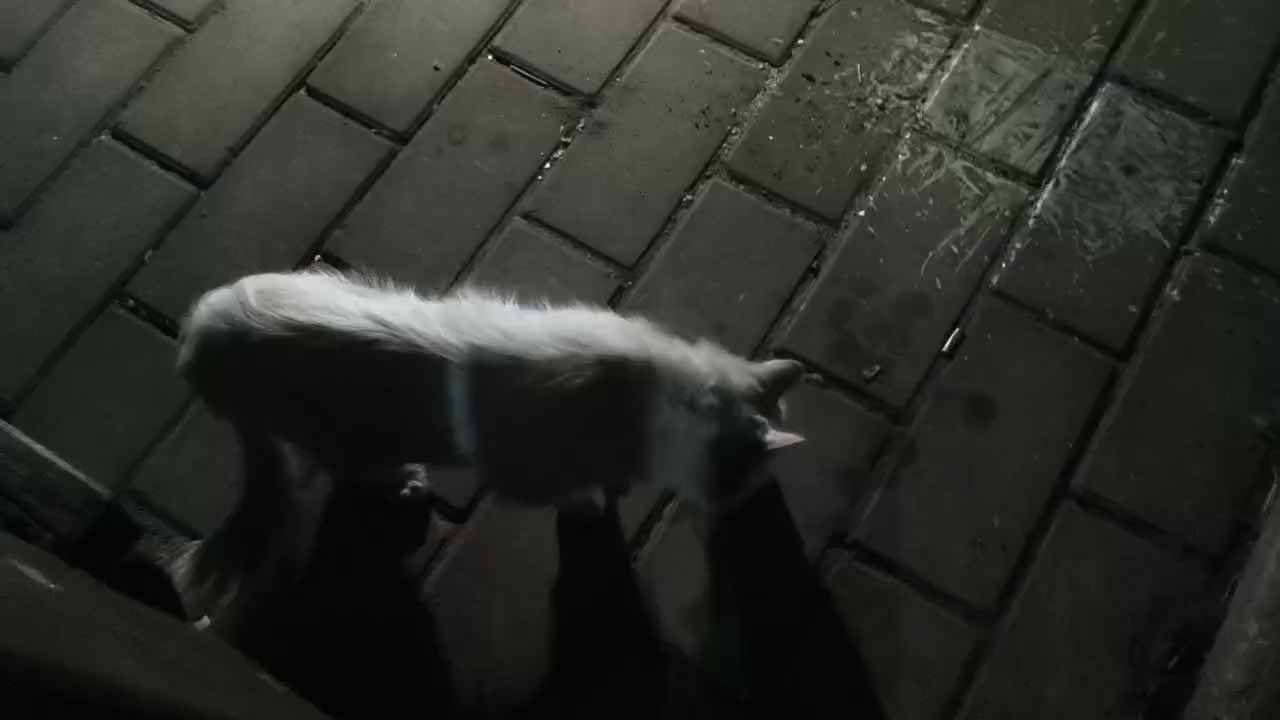 今天风大雨大，很担心流浪猫的安危，下班回来找了半天没找到，放一点之前拍的视频。