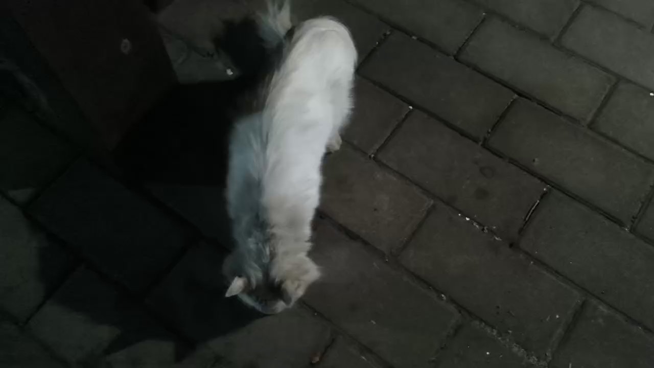 日常投喂流浪猫宝宝，反正家里买的猫粮多，不吃也是放着，就让小猫吃饱点。