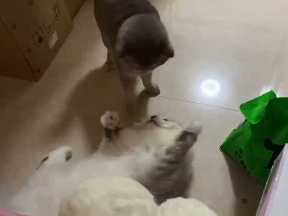 猫猫日记