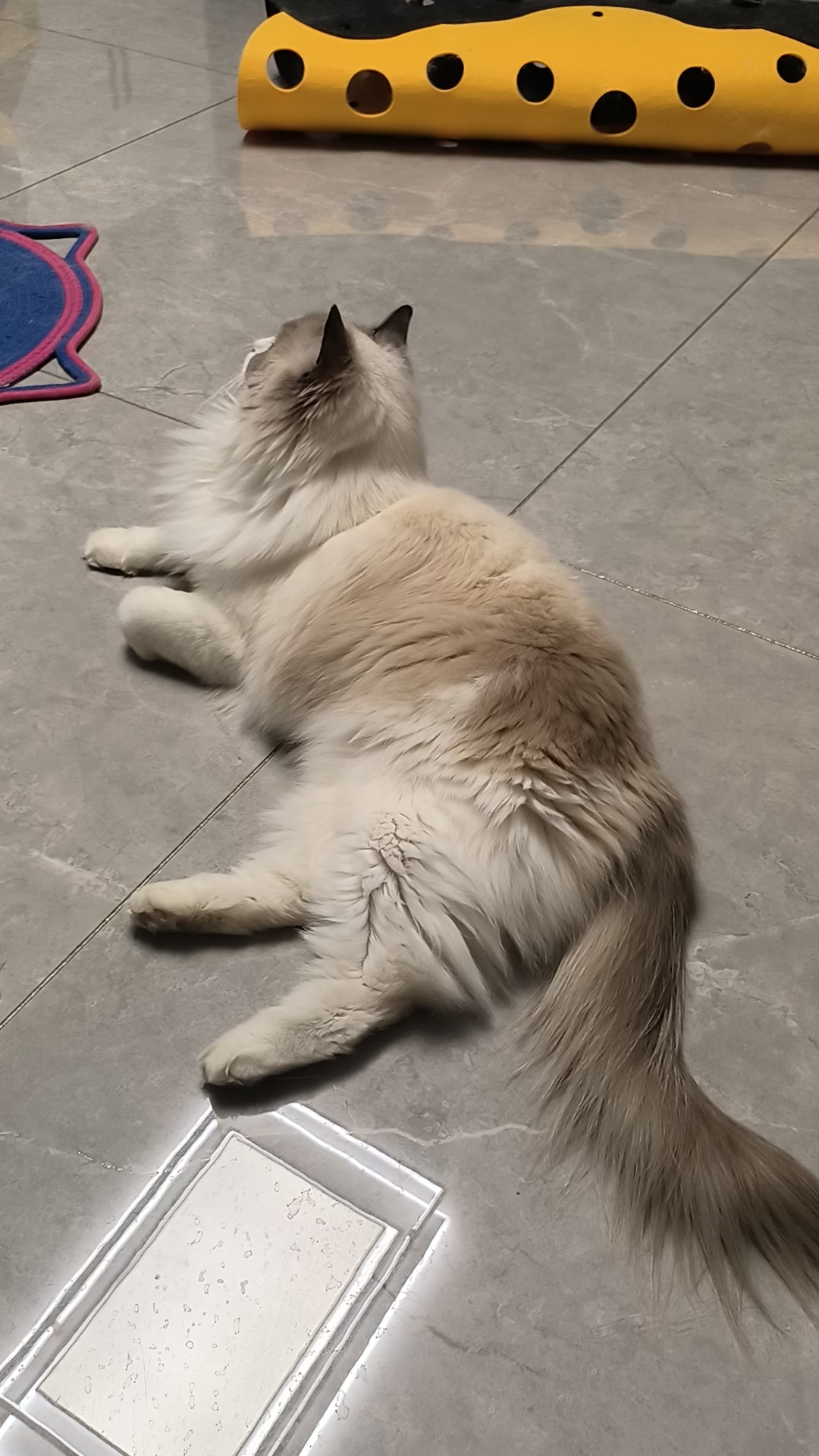 灰灰好悠闲啊～ 当一只小猫挺好的， 没有生活的烦恼， 吃了睡睡了吃， 没事就躺着玩。