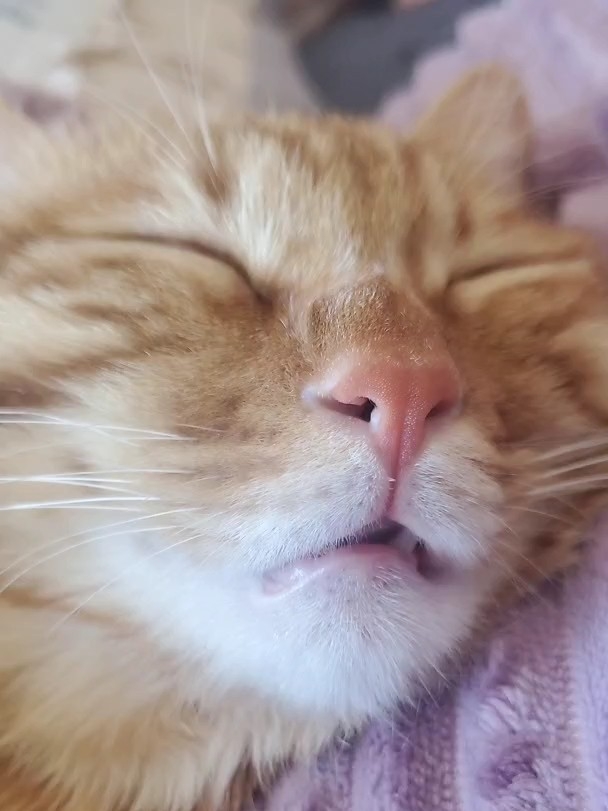 记录小猫咪的可爱瞬间