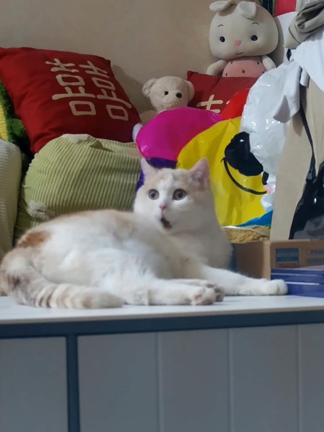 谁能想象的到猫咪唱忐忑