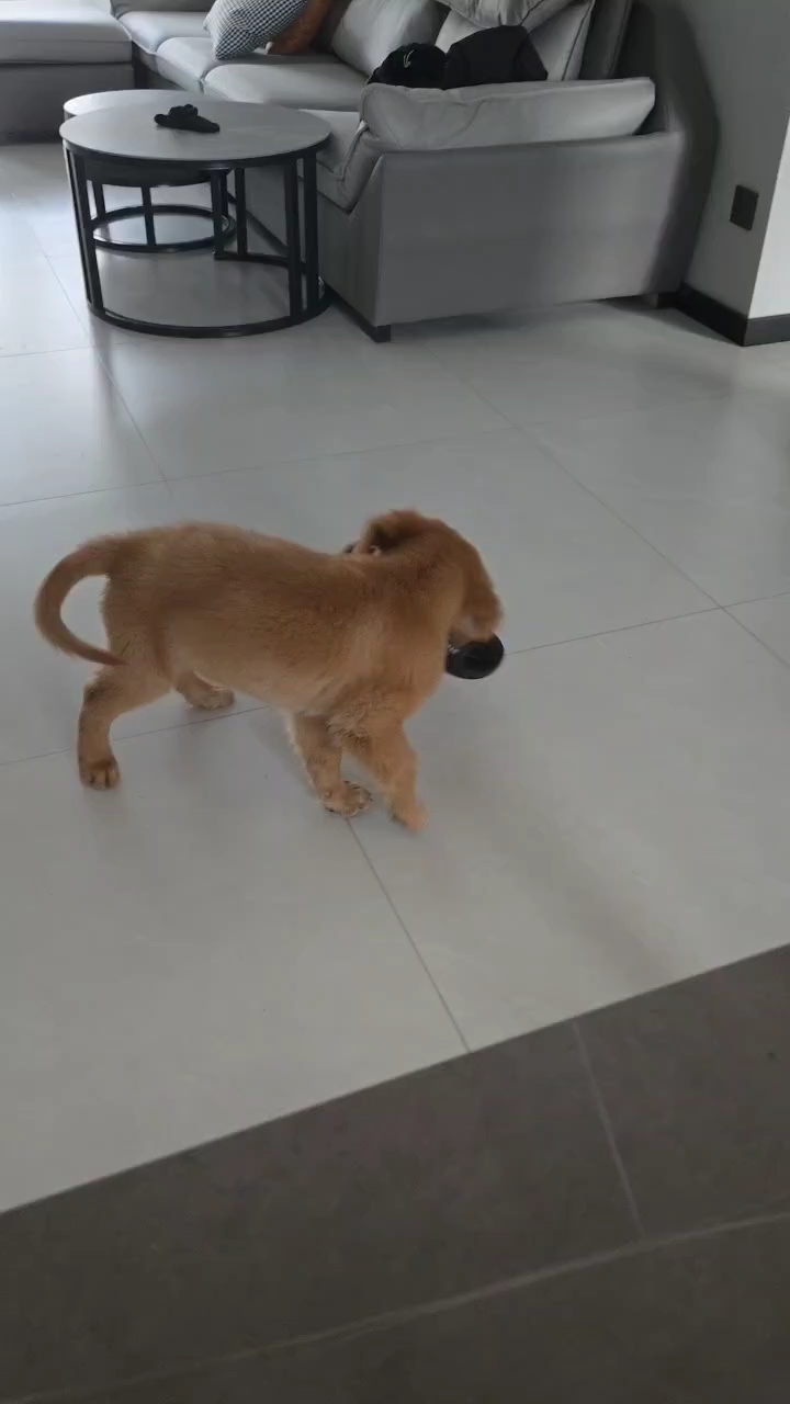 狗狗神经炎，感冒发烧咳嗽等常备好物 养狗十年了，特地给大家整理了这些年狗狗家中常用药，大家可以参考一下，希望可以帮到你们！！！ 有一部分是我兽医朋友推荐的，还有是平时狗狗生病医院开的，都是平时给狗狗用的药，亲测有效，没有标清具体的用量，是每个狗狗的体重不一样，这个大家可以看说明书控量哈~ ✅妈咪爱：调理肠胃，软便腹泻，便秘都可以用，可以取一条拌在狗粮里，肠胃炎发作也可以用 ✅红霉素眼膏：这个好多人...