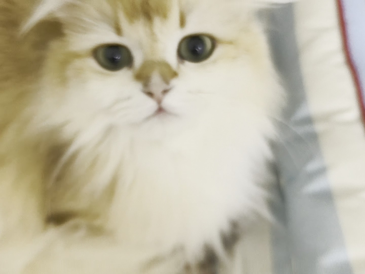 22迷迷糊糊