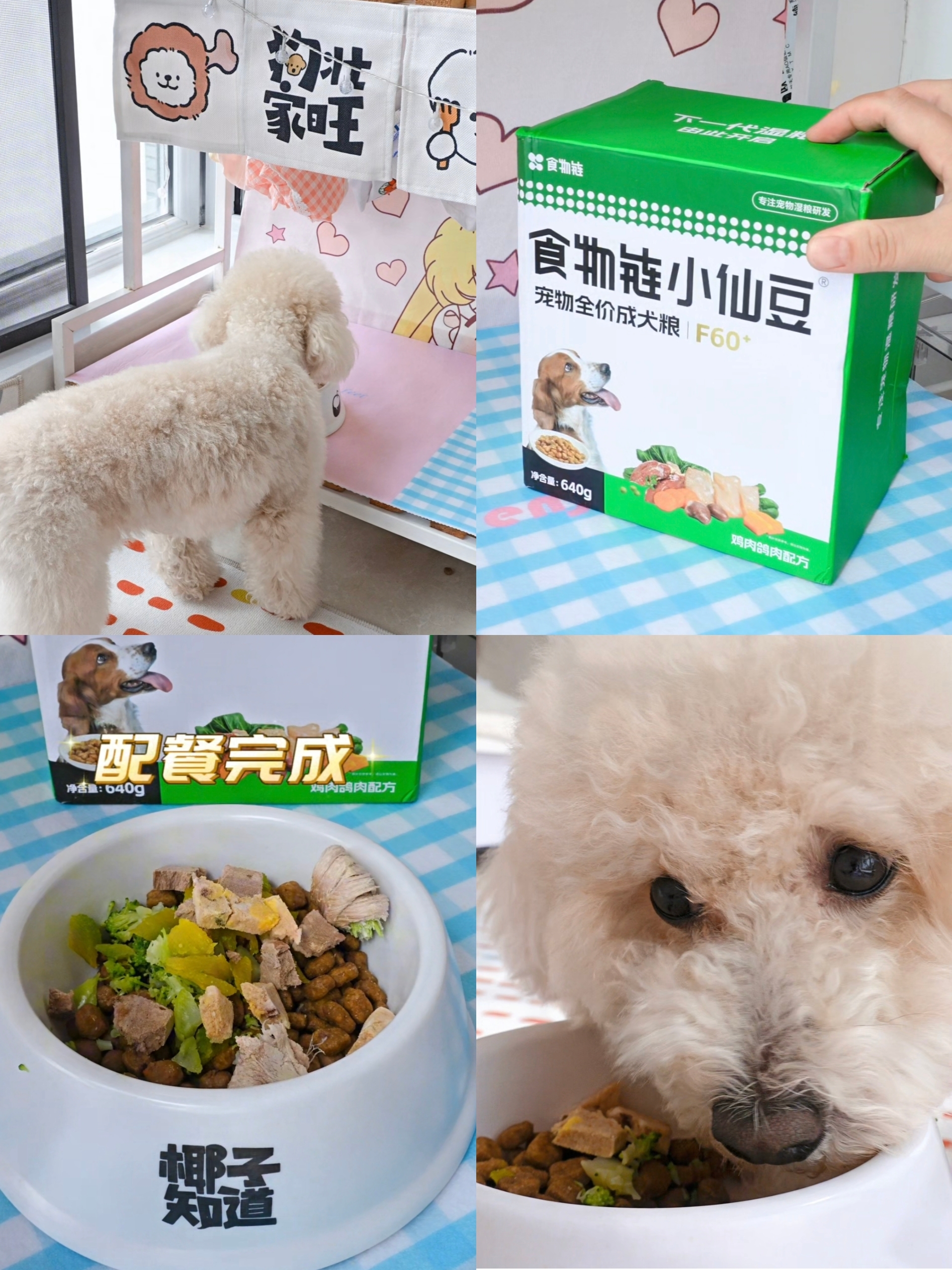 小馋狗被小仙豆拿捏，换粮成功